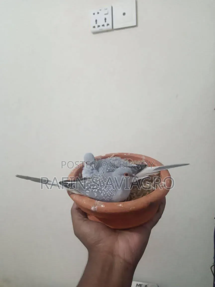 Diamond Dove Running Pair