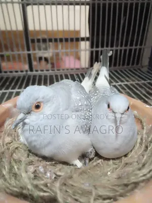 Diamond Dove Running Pair