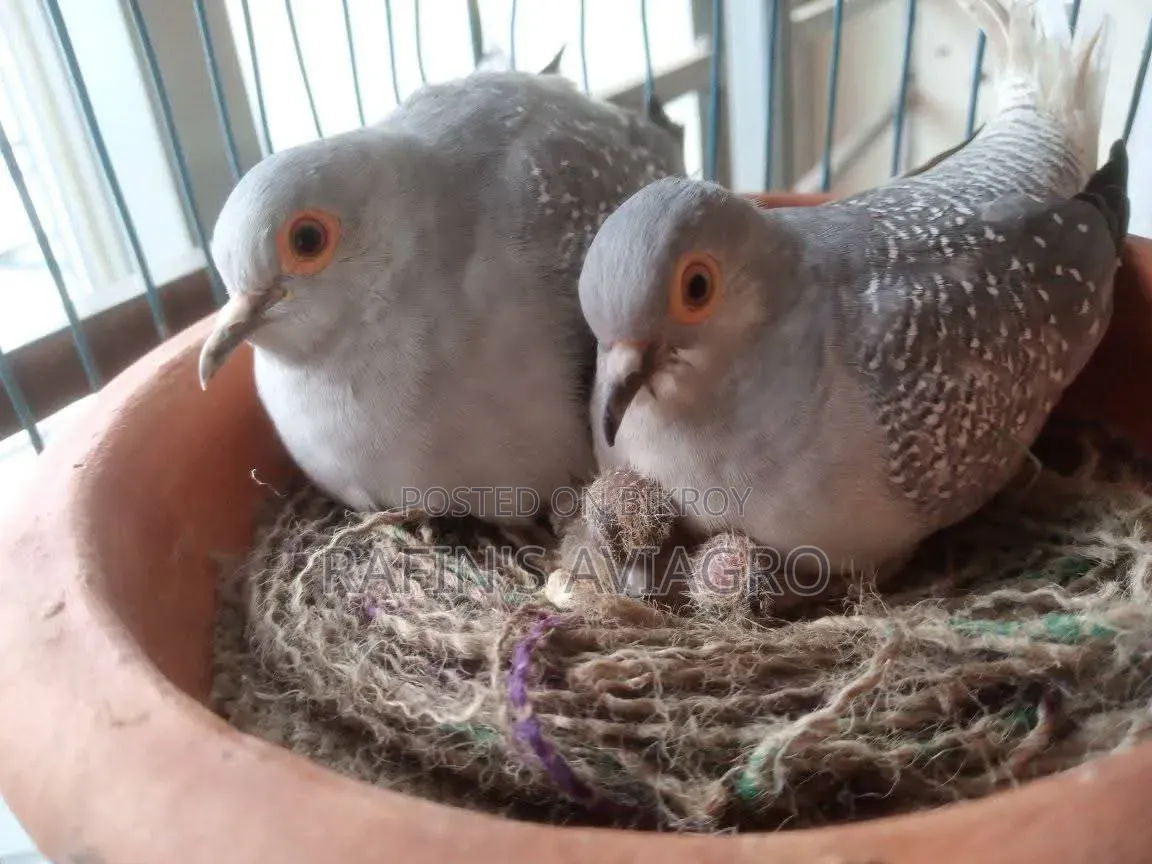 Diamond Dove Running Pair