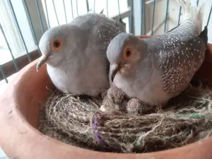 Diamond Dove Running Pair