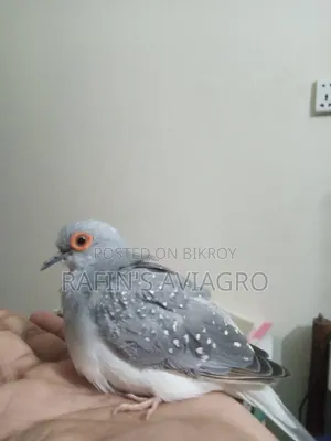 Diamond Dove Running Pair