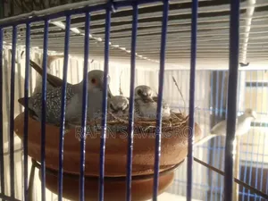 Diamond Dove Running Pair