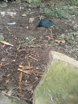 পাখি গুলো বিক্রি করা হবে