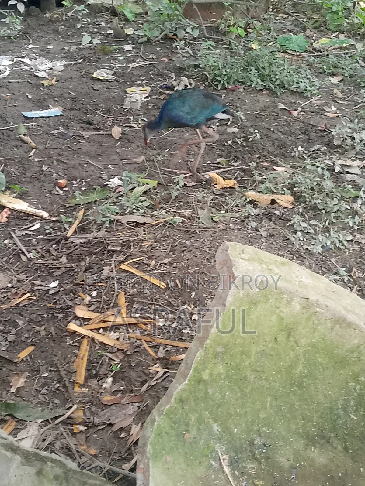পাখি গুলো বিক্রি করা হবে