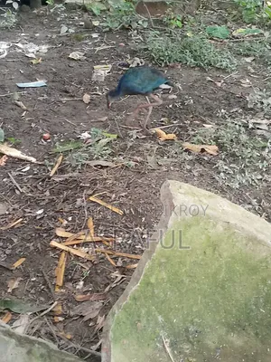 পাখি গুলো বিক্রি করা হবে