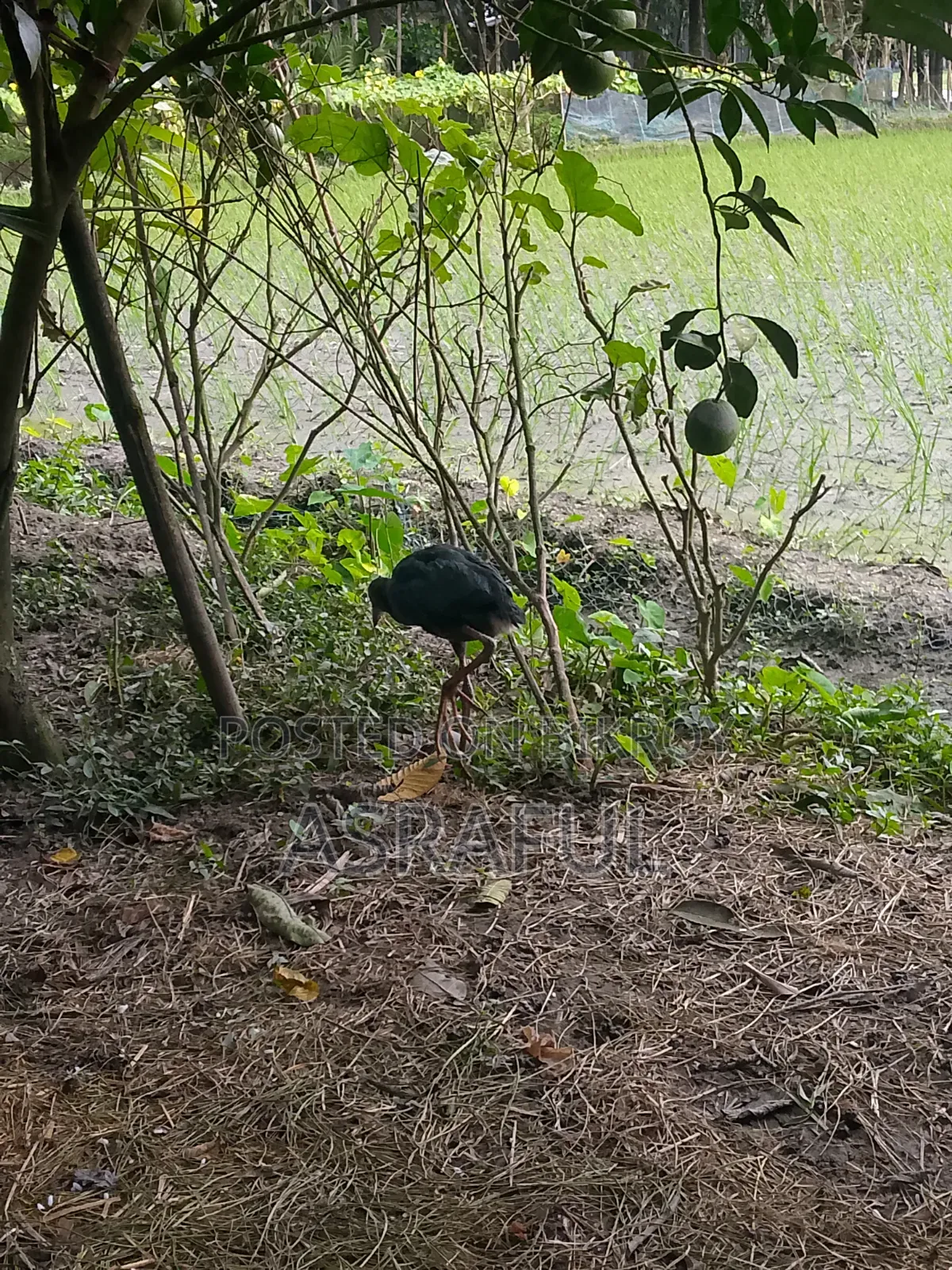 পাখি গুলো বিক্রি করা হবে