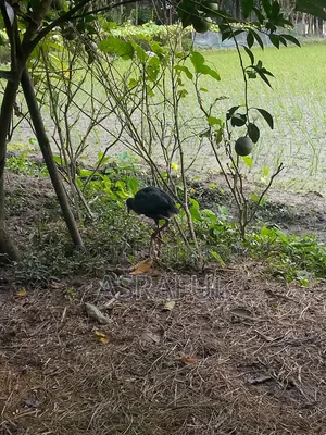 পাখি গুলো বিক্রি করা হবে
