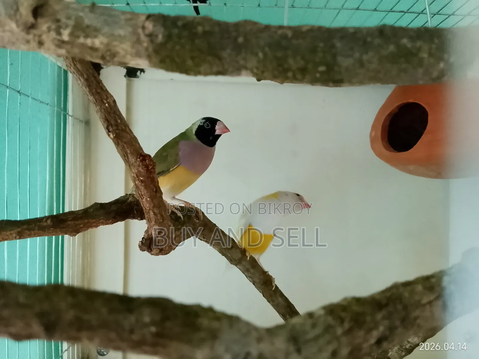 গোল্ডিয়ান ফিঞ্চ