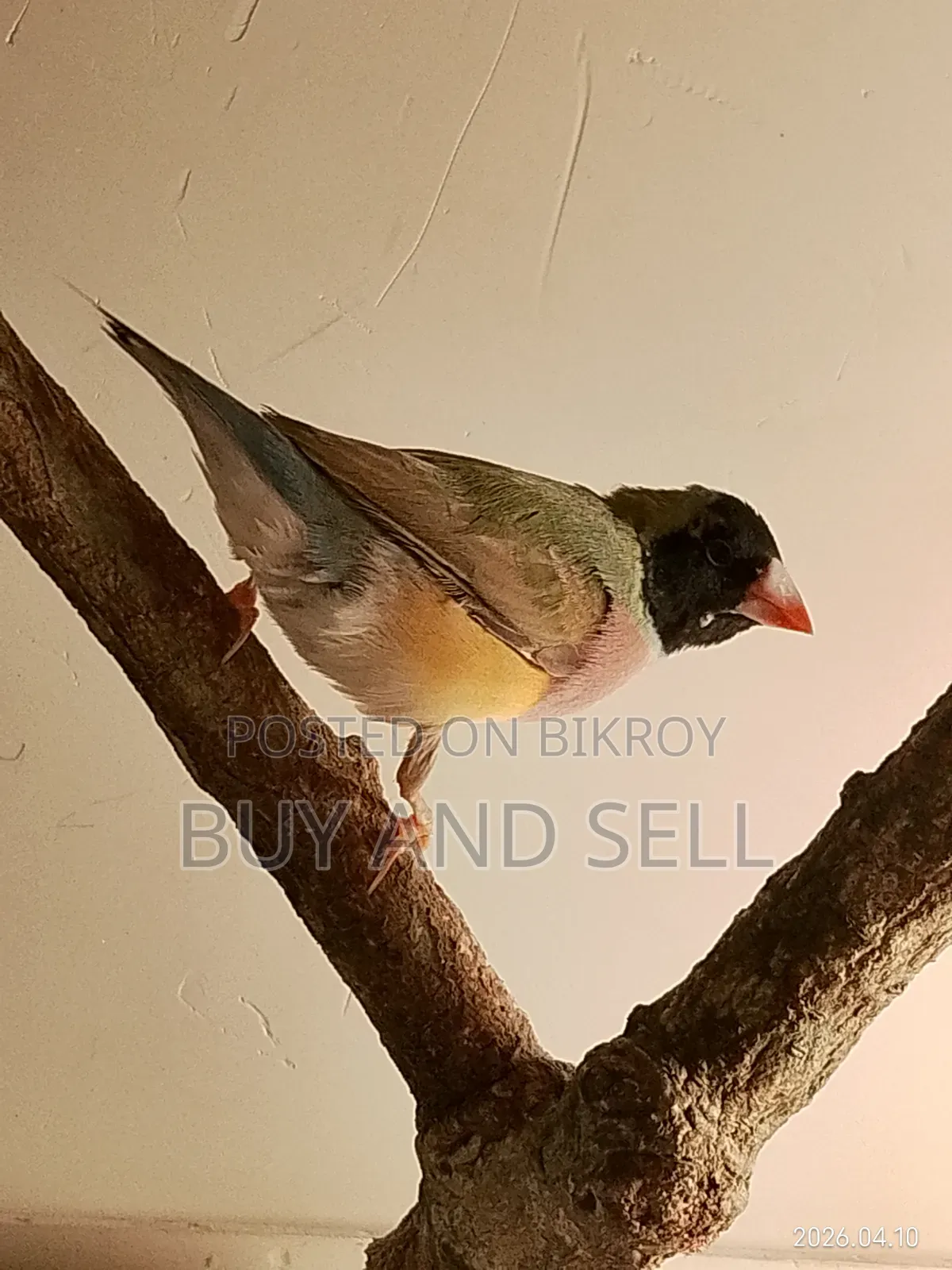 গোল্ডিয়ান ফিঞ্চ