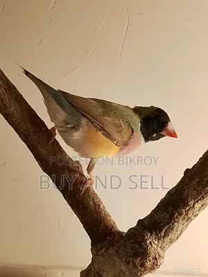 গোল্ডিয়ান ফিঞ্চ