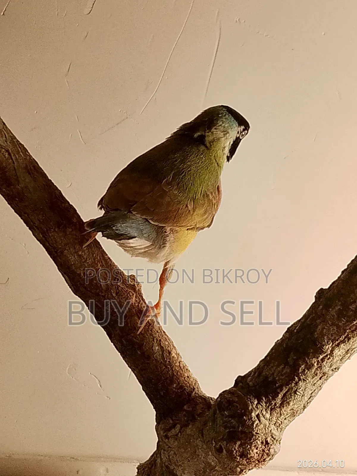 গোল্ডিয়ান ফিঞ্চ
