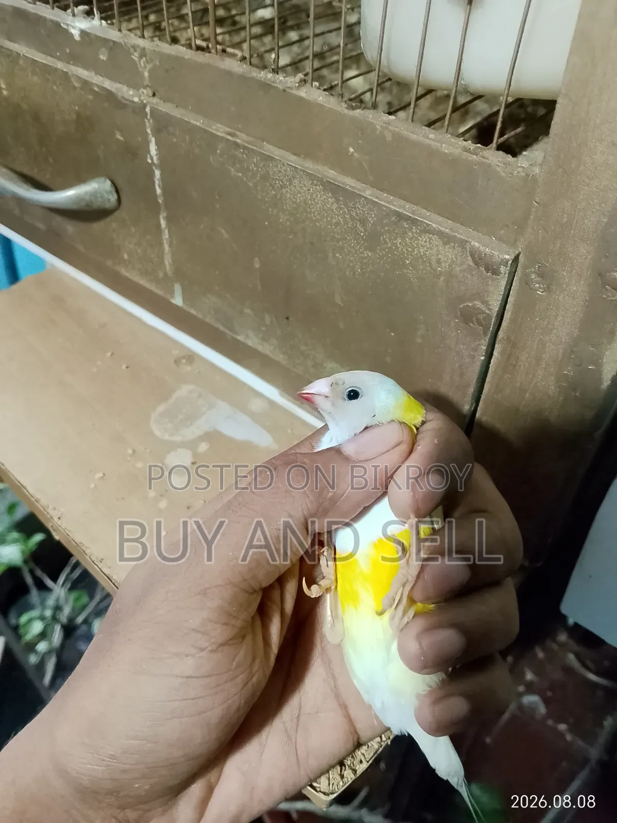 গোল্ডিয়ান ফিঞ্চ