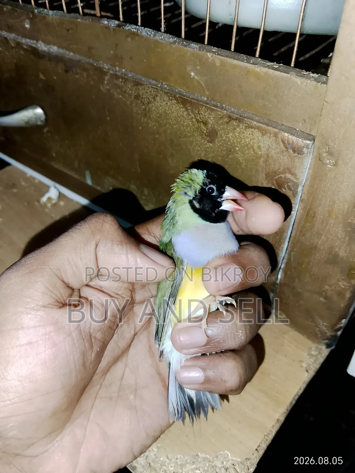 গোল্ডিয়ান ফিঞ্চ