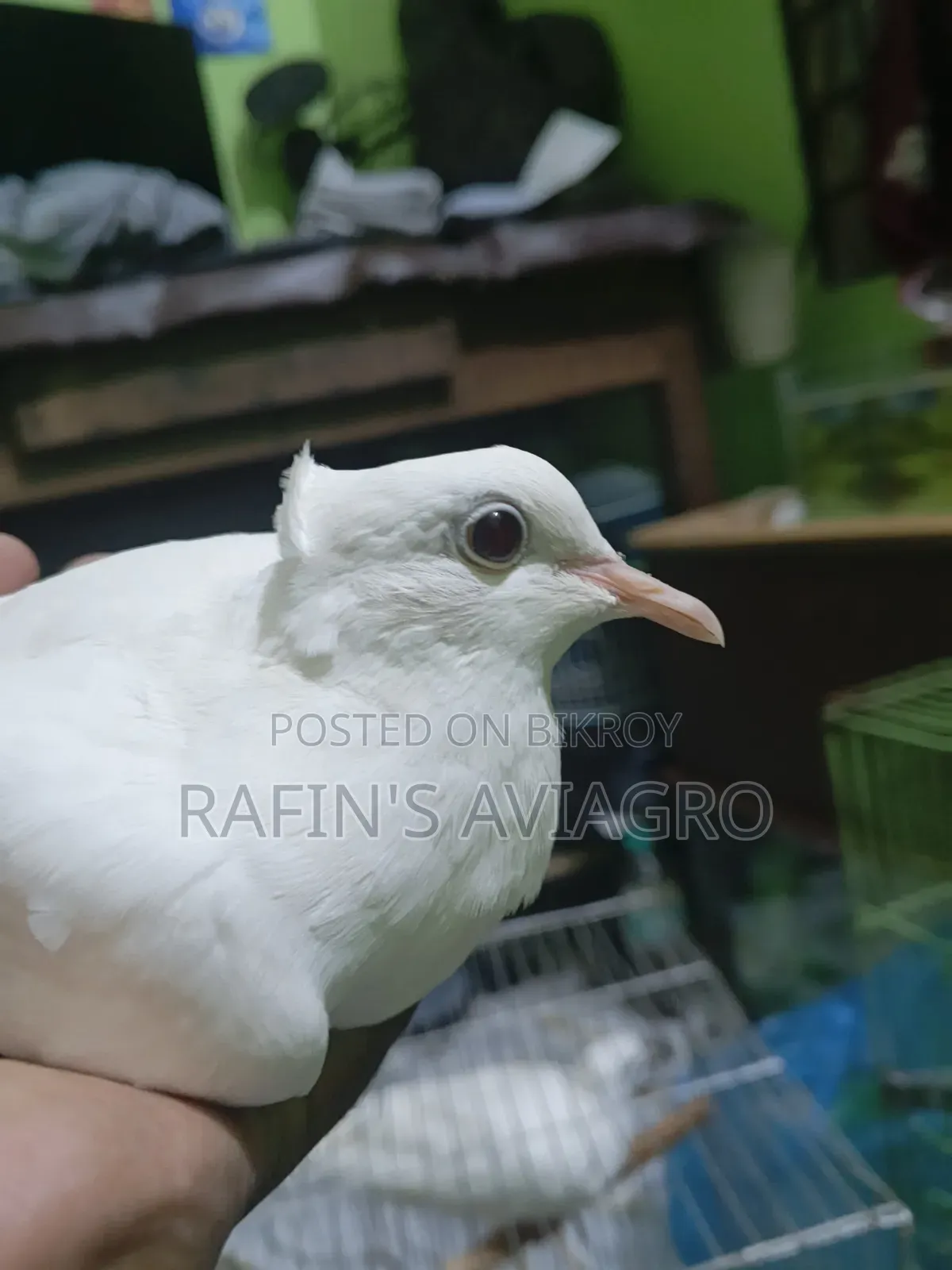 সাদা চুইঠাল ঘুঘু রানিং জোড়া