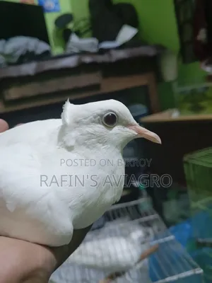 সাদা চুইঠাল ঘুঘু রানিং জোড়া