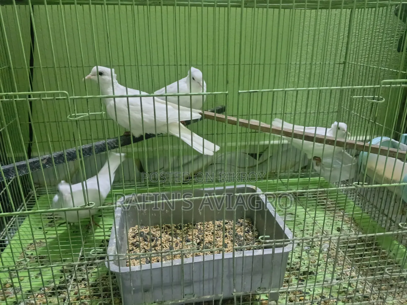 সাদা চুইঠাল ঘুঘু রানিং জোড়া