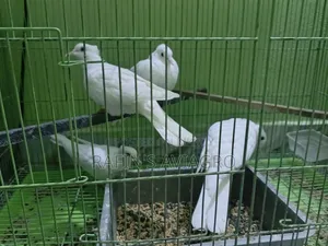 সাদা চুইঠাল ঘুঘু রানিং জোড়া