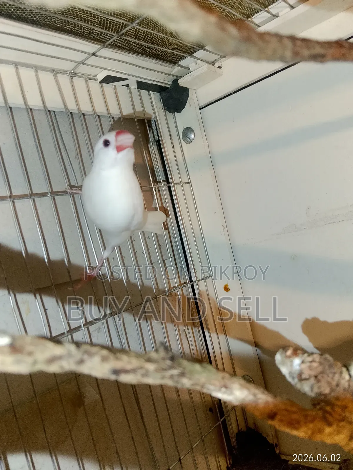 Java Finch
