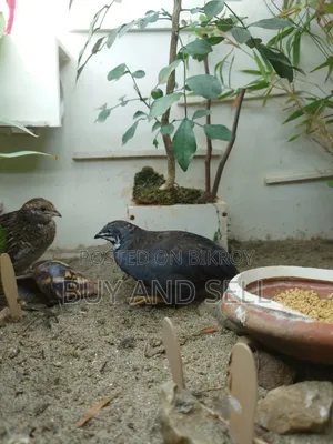 কিং ১ মেইল