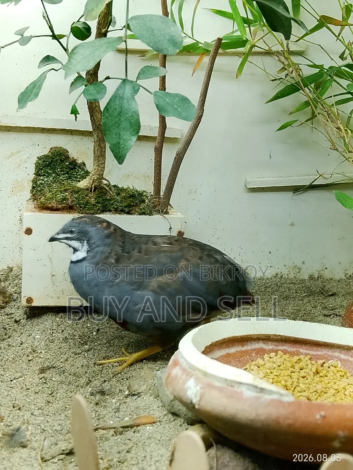 কিং ১ মেইল