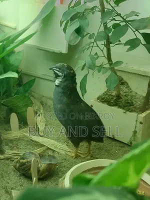 কিং ১ মেইল