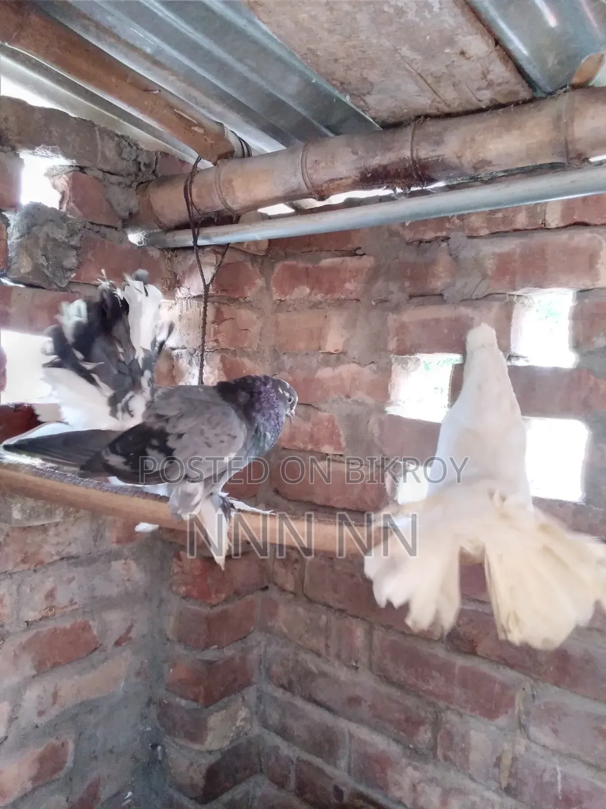 কবুতর বিক্রির জন্য