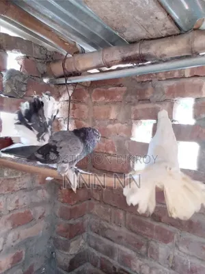 কবুতর বিক্রির জন্য
