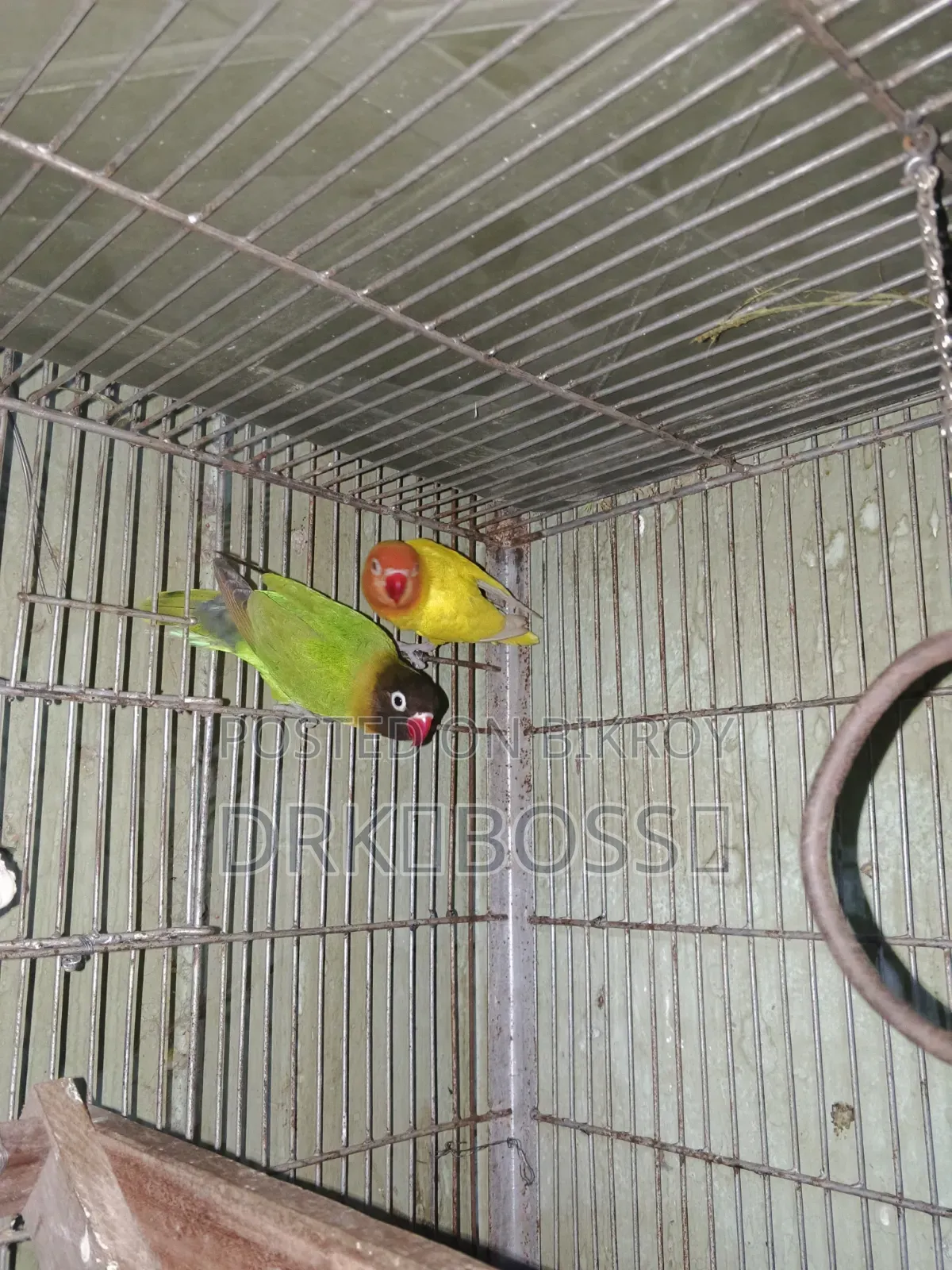 Love Bird Master Pair