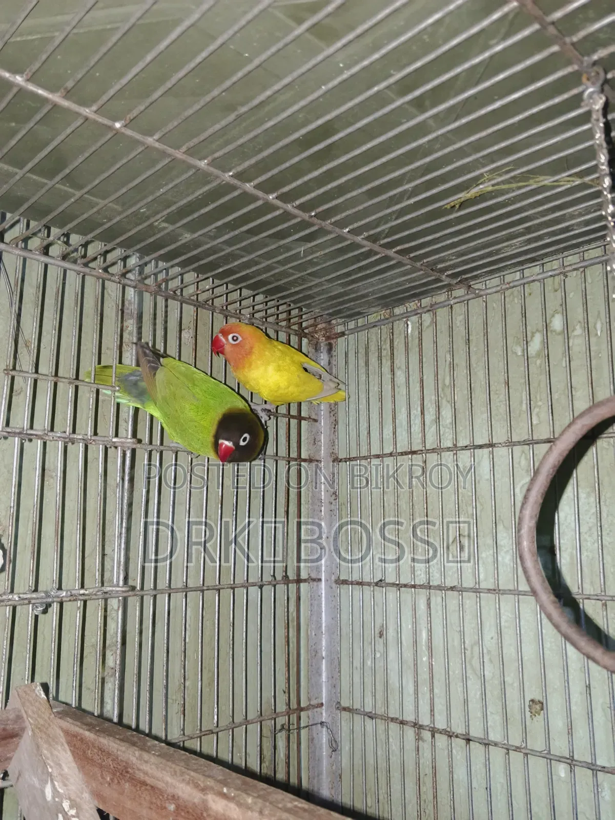 Love Bird Master Pair