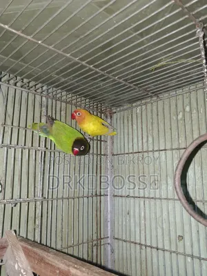 Love Bird Master Pair