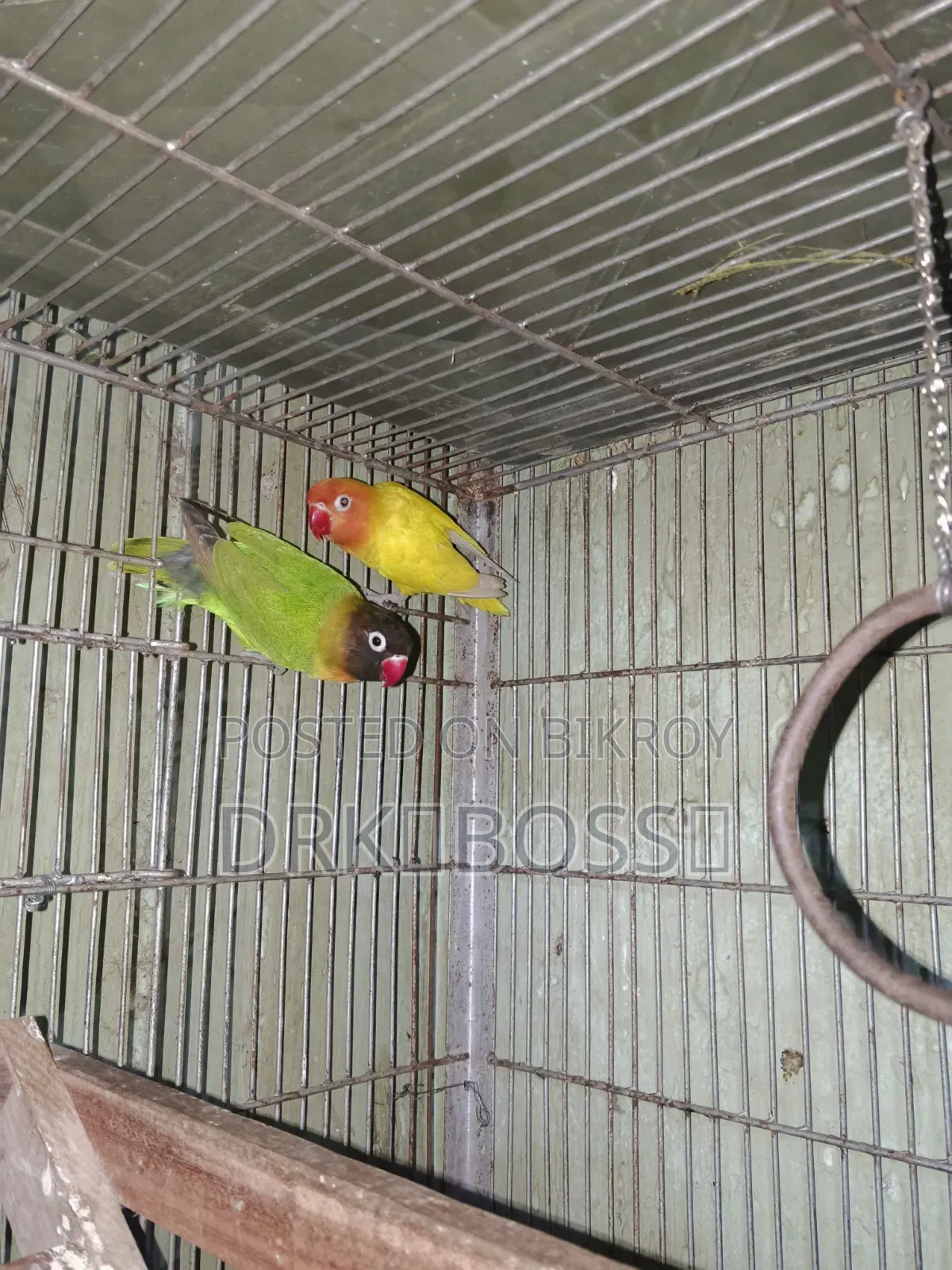 Love Bird Master Pair