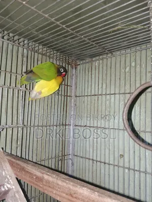Love Bird Master Pair