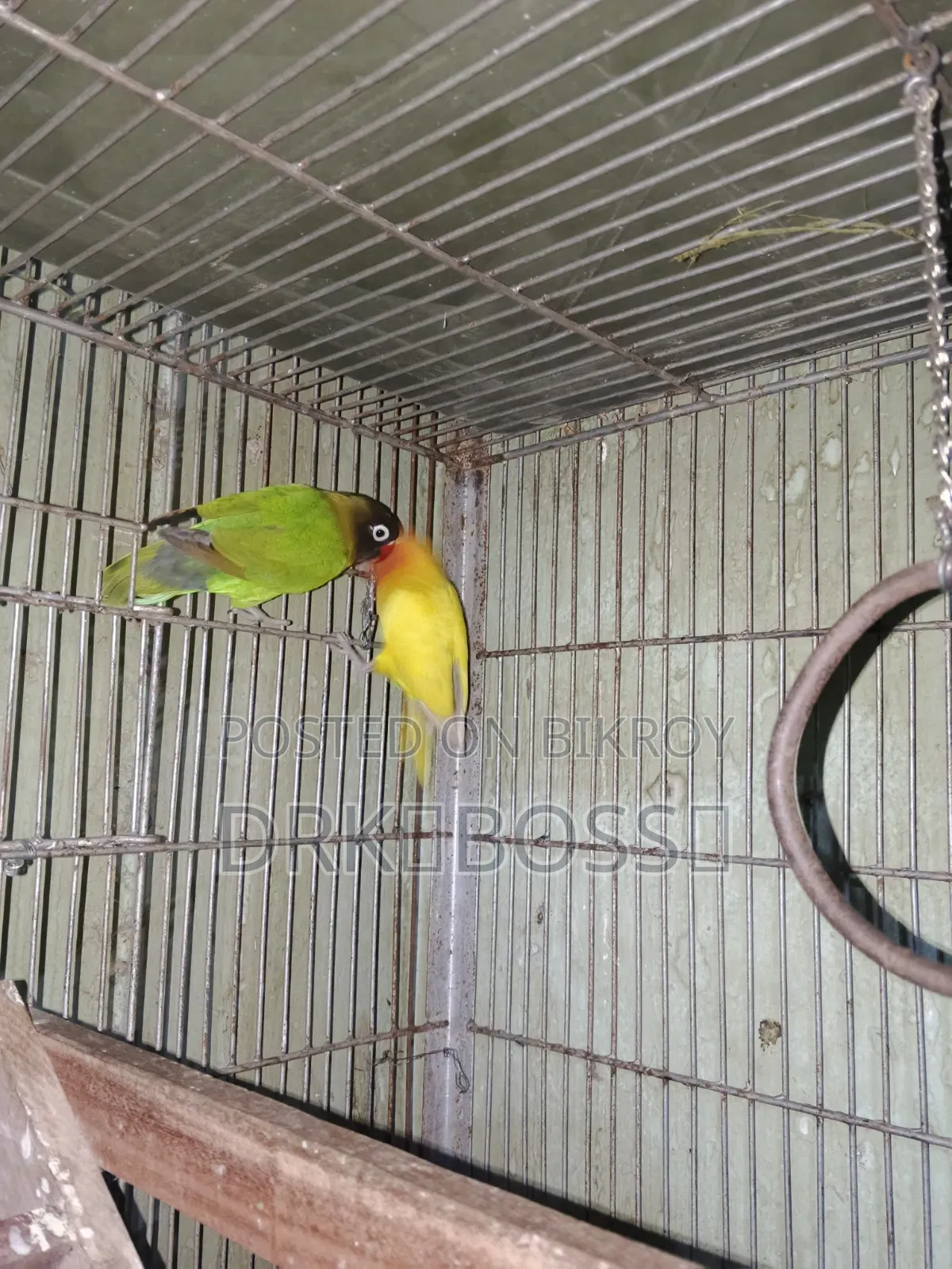 Love Bird Master Pair