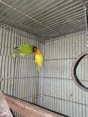 Love Bird Master Pair