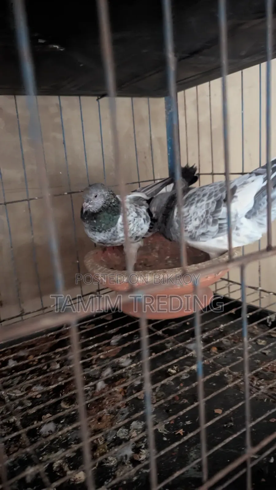 Giribaj Pigeon