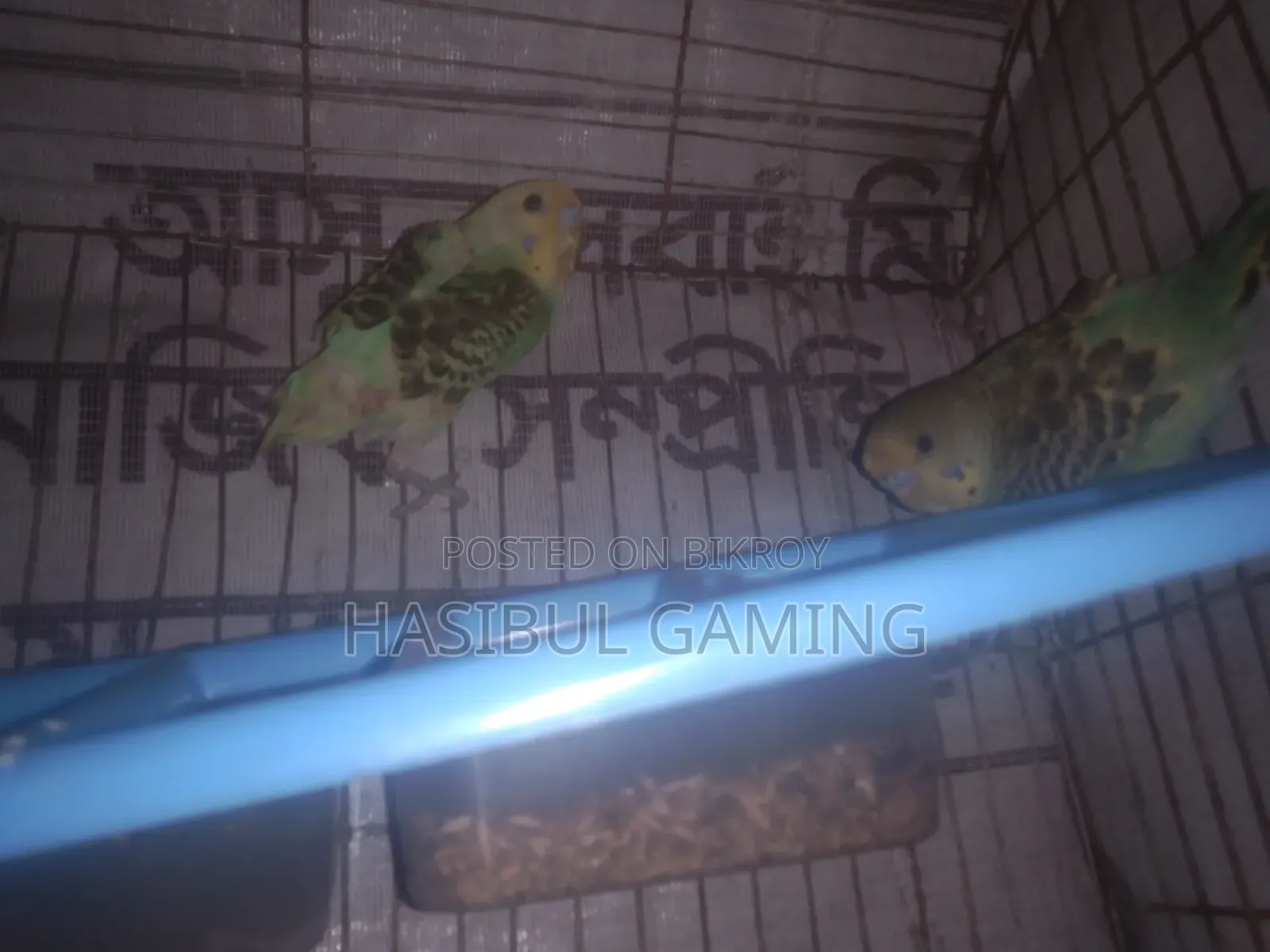 Budgerigar Bird