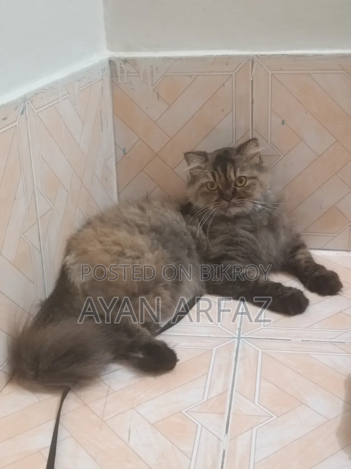 ১+ বছরের নারী খাঁটি পার্সিয়ান বিড়াল