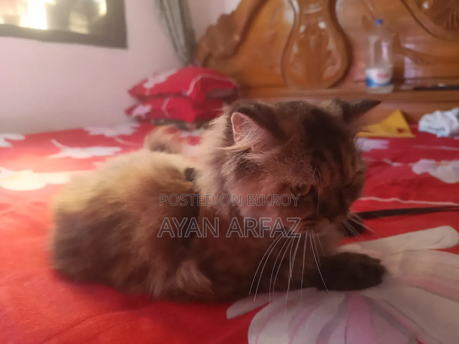 ১+ বছরের নারী খাঁটি পার্সিয়ান বিড়াল