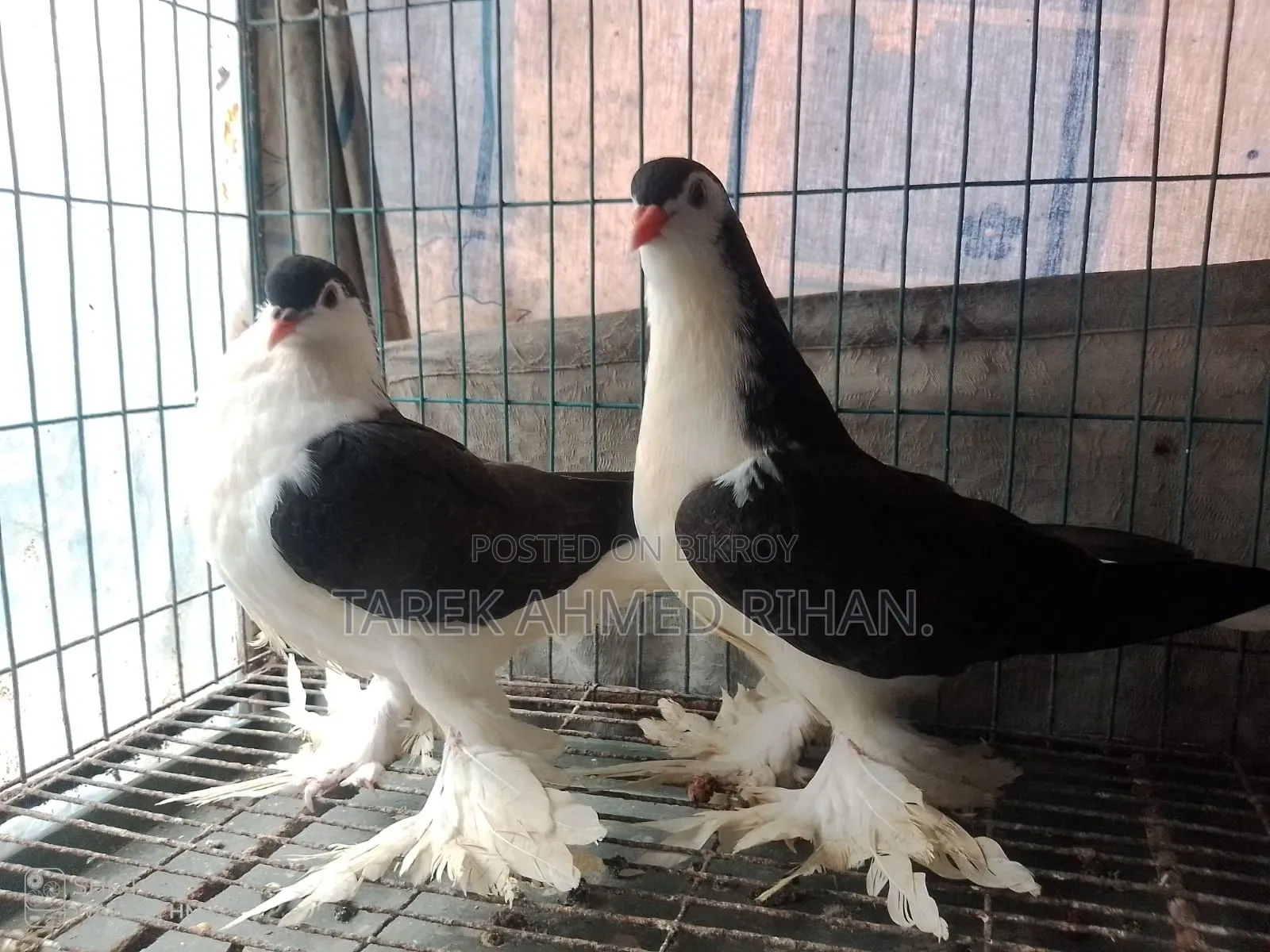 ব্ল্যাক লাহোর কবুতর