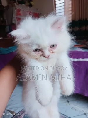 0-1 Month Female Purebred Persian