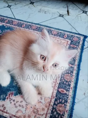 0-1 Month Female Purebred Persian