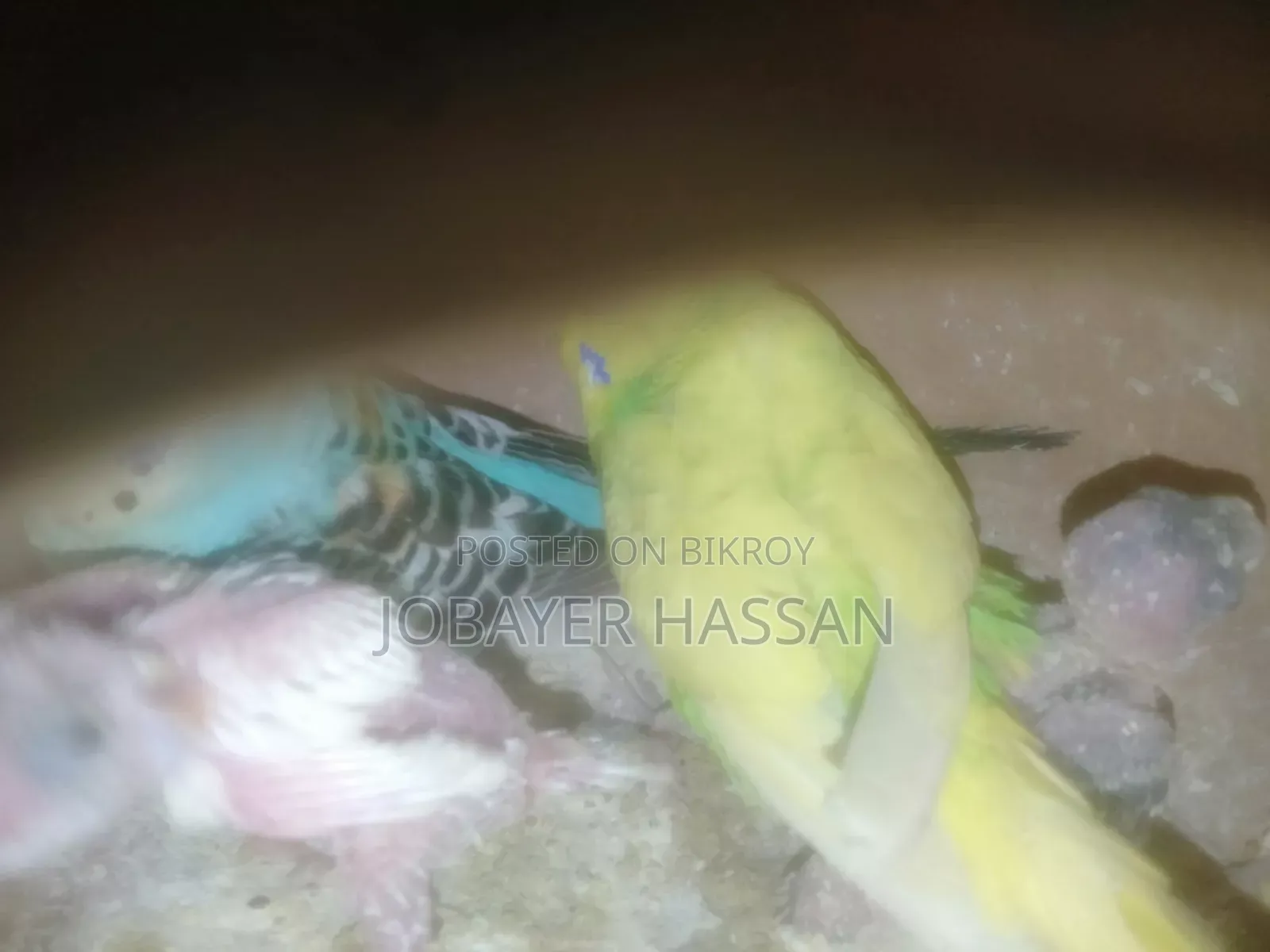 বাজরিগার পাখি বাচ্চা সহ