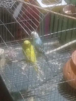 বাজরিগার পাখি বাচ্চা সহ