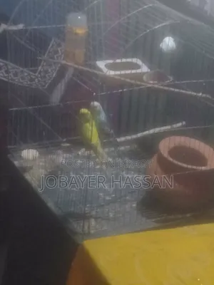 বাজরিগার পাখি বাচ্চা সহ