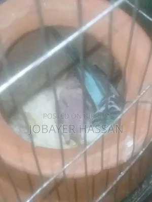 বাজরিগার পাখি বাচ্চা সহ