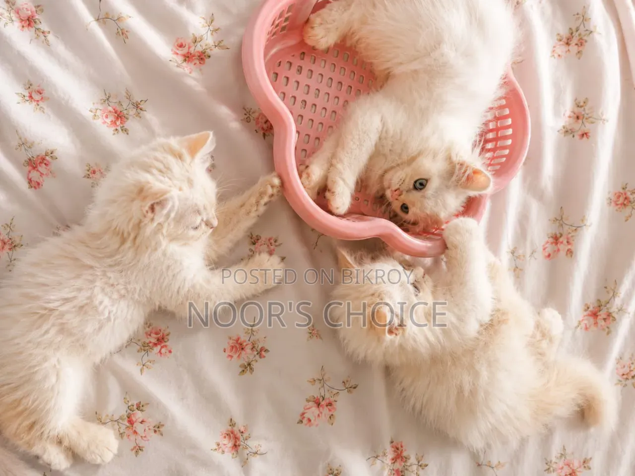 1-3 Months Female Purebred Persian