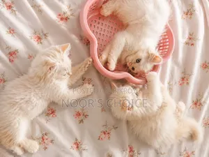 1-3 Months Female Purebred Persian