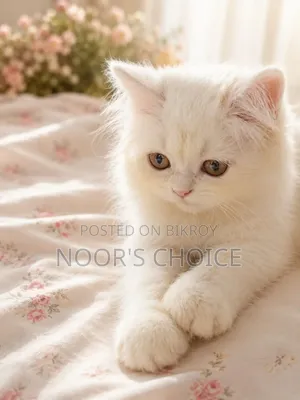 1-3 Months Female Purebred Persian