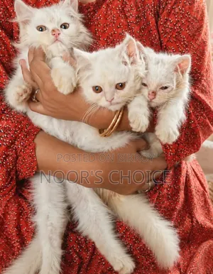 1-3 Months Female Purebred Persian