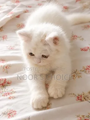 1-3 Months Female Purebred Persian